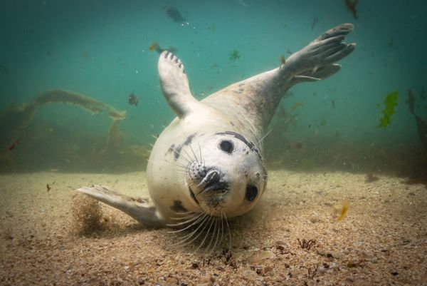 Under the Sea: Underwater Photographer of the Year 2019 Under the Sea: Underwater Photographer of the Year 2019 - Sputnik International