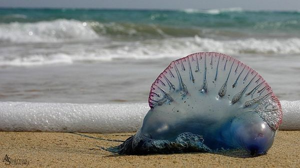 Portuguese man o' war - Sputnik International