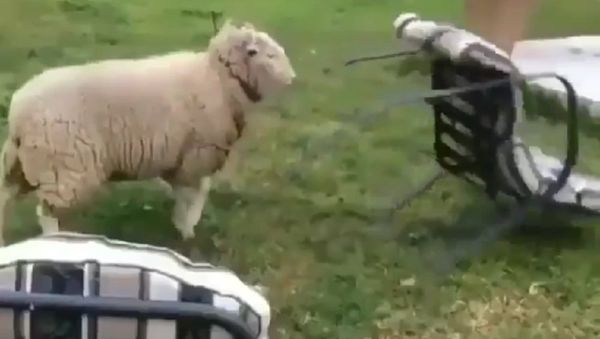 Ram - Sputnik International