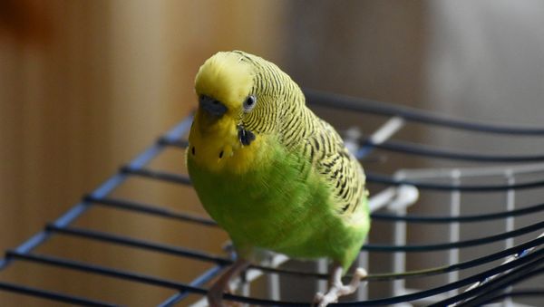 Wavy parrot - Sputnik International