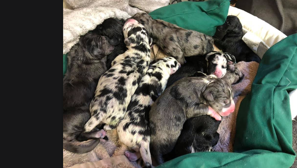 Great dane puppies - Sputnik International