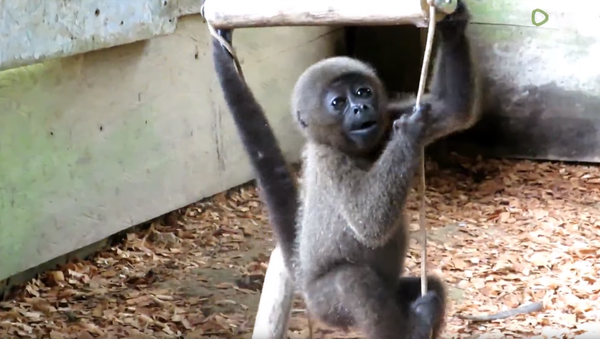 Second Chance: Baby Woolly Monkey Rescued From Black Market - Sputnik International