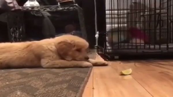 golden retriever puppy - Sputnik International