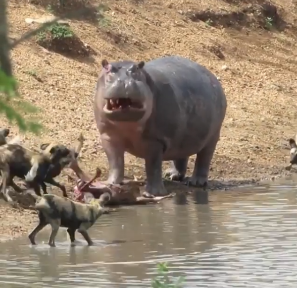 Drug Lord Pablo Escobar's Pet Hippos Bringing Diversity back to Colombia’s Ecosystem Claims Study Drug Lord Pablo Escobar's Pet Hippos Bringing Diversity back to Colombia’s Ecosystem Claims Study - Sputnik International