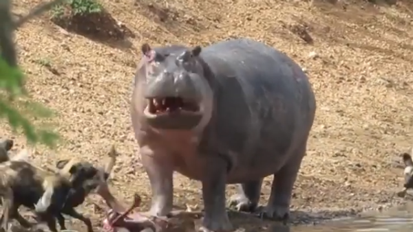Hippo and Hyenas - Sputnik International