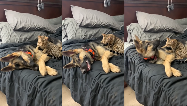 Savannah Cat Delivers Expurrt Massage to German Shepherd - Sputnik International