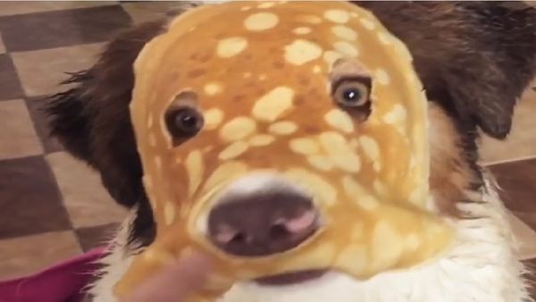 Dog pancakes - Sputnik International