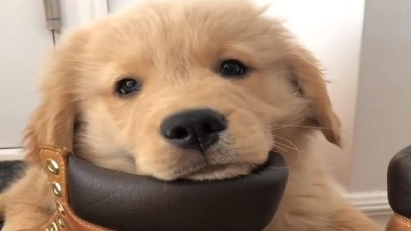Golden retriever shoes - Sputnik International