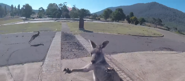 Paragliders Drops In, Gets Popped by Roaming Kangaroos Paragliders Drops In, Gets Popped by Roaming Kangaroos - Sputnik International