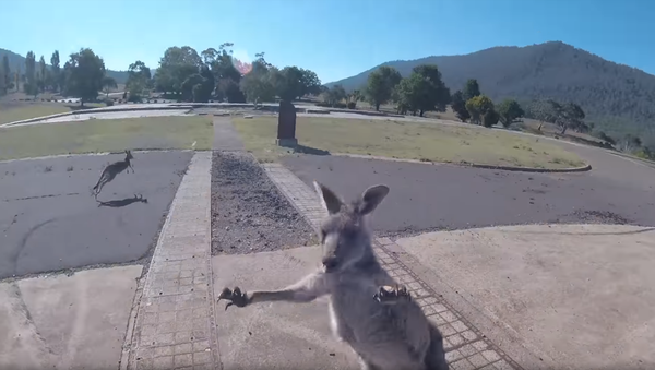 Paragliders Drops In, Gets Popped by Roaming Kangaroos - Sputnik International