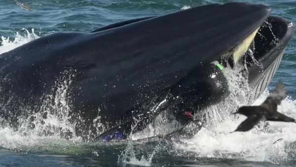 Bryde’s Whale - Sputnik International