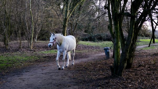 Arabian mare Jenny in Frankfurt, Germany - Sputnik International