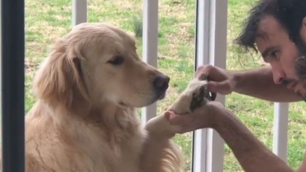 Golden Retriever Gets Paw-dicure in Miami - Sputnik International
