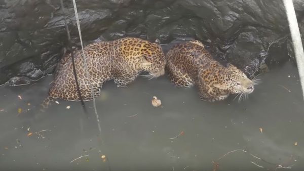 Rescuers haul leopards from bottom of deep well in India - Sputnik International
