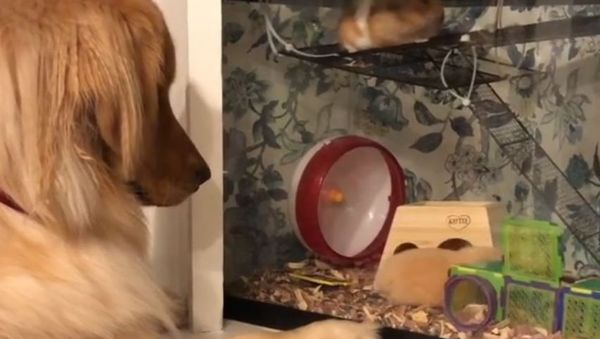 Golden Retriever is too Into Hamsters - Sputnik International