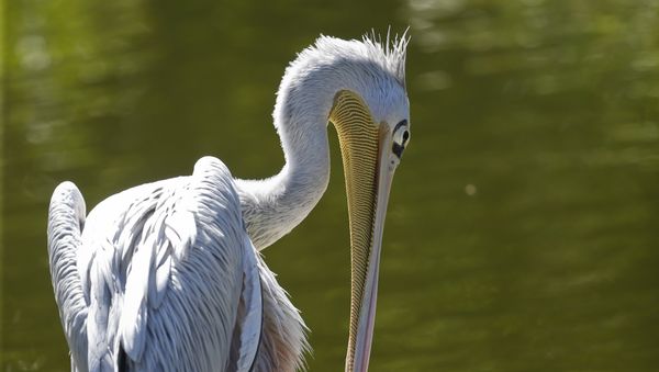 Pelican - Sputnik International