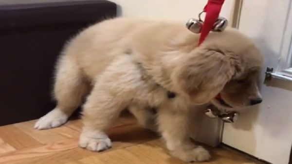 Golden retriever playing - Sputnik International