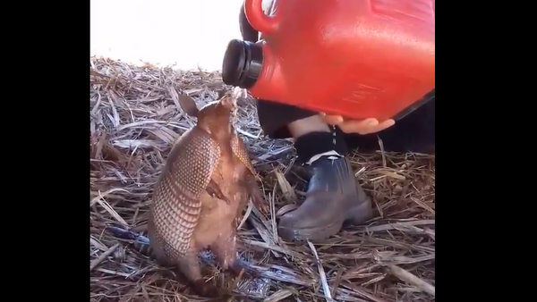 Thirsty Armadillo - Sputnik International