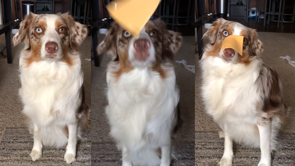 ‘Uh, What Now?’: Australian Shepherd Perplexed by ‘Cheese Challenge’ - Sputnik International
