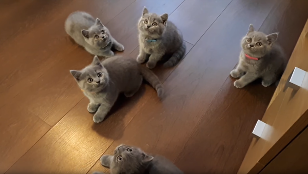 British Shorthair Litter Fixated by Bouncing Yo-yo - Sputnik International