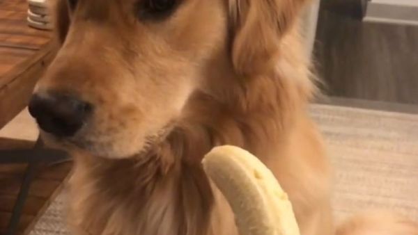 Golden Retriever and Banana - Sputnik International