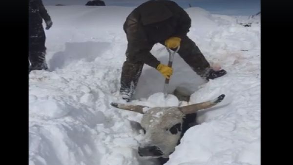 Bull snow - Sputnik International