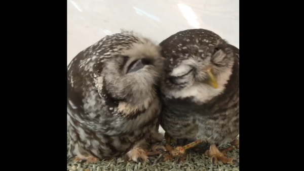 Baby owls - Sputnik International