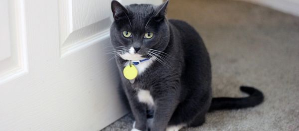 A cat standing next to a door - Sputnik International