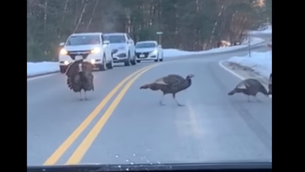 Turkey Stops Two Lanes of US Traffic for Family Crossing - Sputnik International