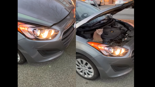 Almost Catastrophic: US Motorist Lifts Hood to Find Furry Passenger - Sputnik International