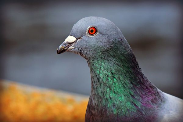 Top 5 Animals Used by Humans for War & Espionage Top 5 Animals Used by Humans for War & Espionage - Sputnik International