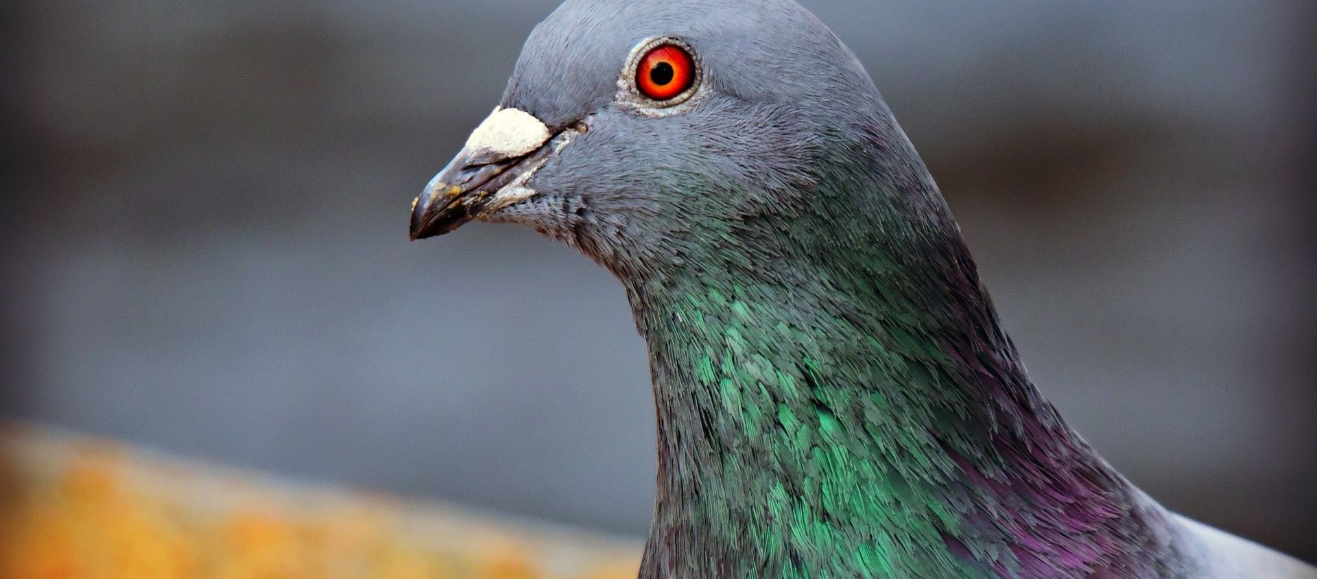 Pigeon - Sputnik International, 1920, 25.07.2020