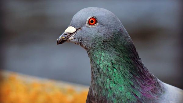 Pigeon - Sputnik International