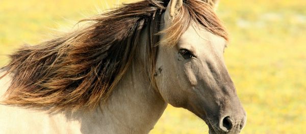 Horse - Sputnik International