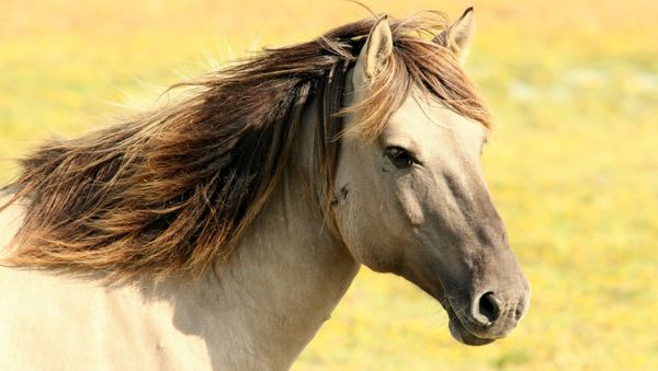 Horse - Sputnik International