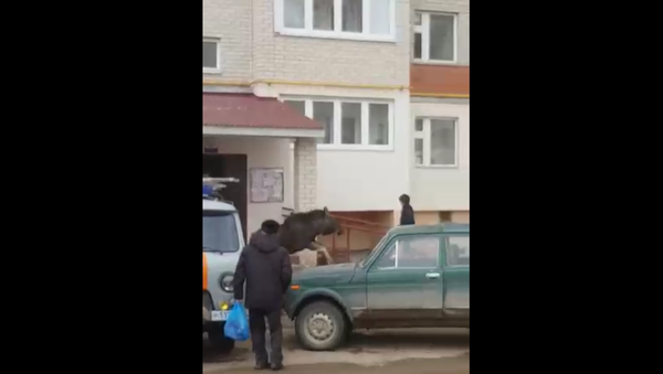 Cat is thrown at a moose - Sputnik International