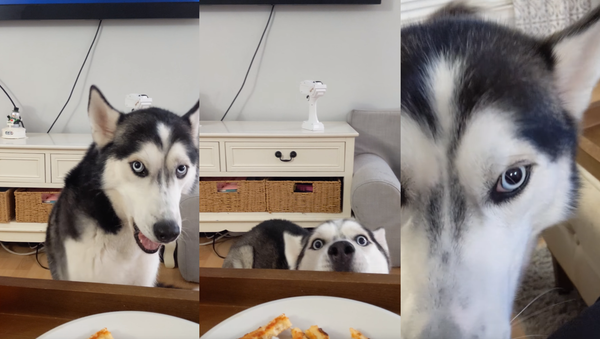 Hungry, Hungry Husky: Canine Throws Talkative Tantrum Over Pizza Crusts - Sputnik International