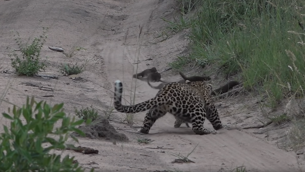 Mongoose Narrowly Avoids Becoming Young Leopard’s Lunch - Sputnik International