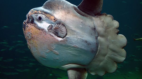 An ocean sunfish in Nordsøen Oceanarium, Hirtshals, Denmark - Sputnik International