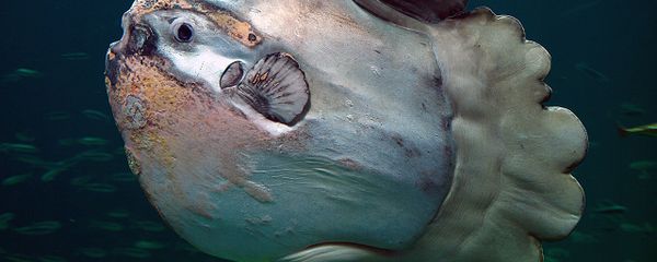 An ocean sunfish in Nordsøen Oceanarium, Hirtshals, Denmark - Sputnik International
