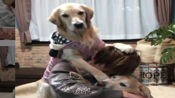 Golden Retriever hug - Sputnik International