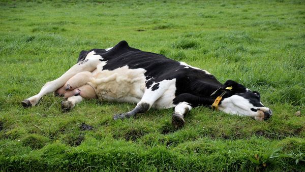 A Sleeping Cow - Sputnik International