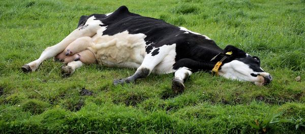 A Sleeping Cow A Sleeping Cow - Sputnik International