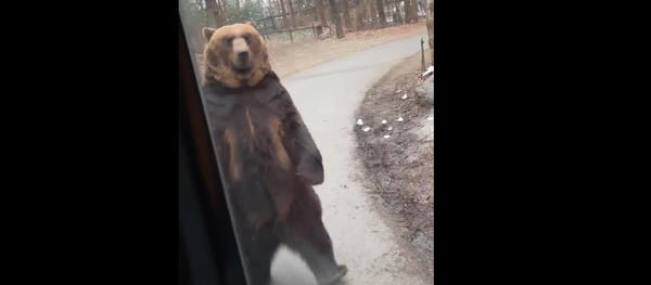 Upright Bear Appears to Mock Humans at South Korean Park - Sputnik International