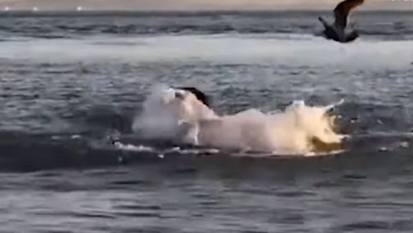 Sea lion vs shark - Sputnik International