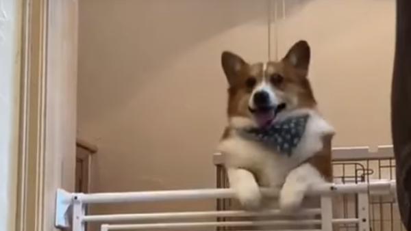 Corgi Fails to Jump Over Fence - Sputnik International