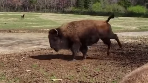 Dancing Bison - Sputnik International