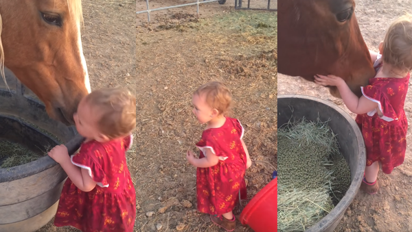 Horses Receive Hugs, Good Night Kisses from Toddler - Sputnik International