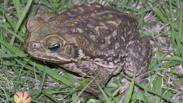 Bufo toads - Sputnik International