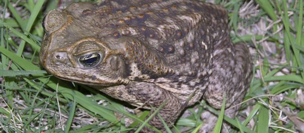 Bufo toads Bufo toads - Sputnik International